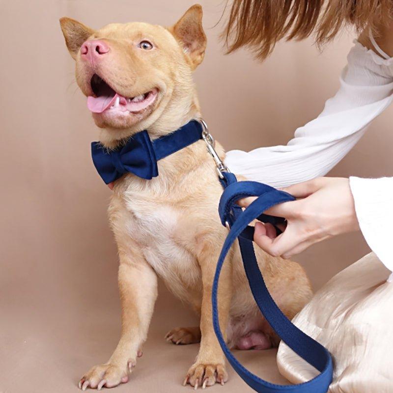 Sapphire Personalized Dog Collar Set - iTalkPet