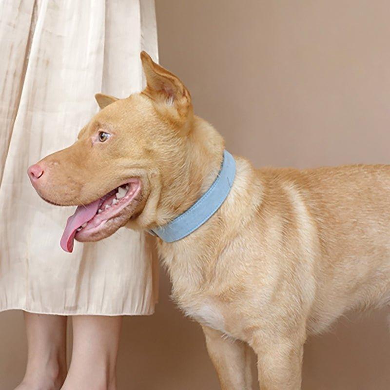 Sky Blue Personalized Dog Collar Set - iTalkPet