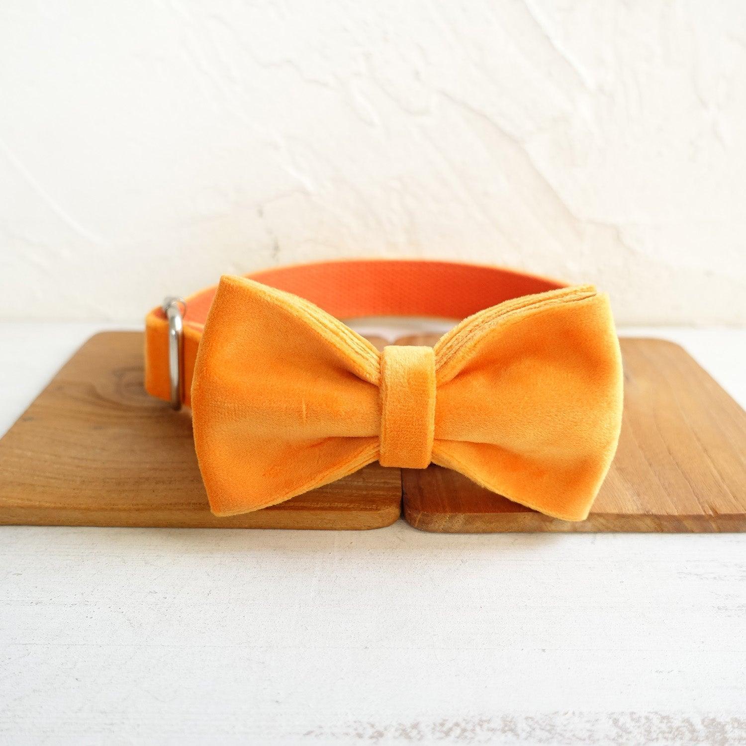 Soft Orange Personalized Dog Collar Set - iTalkPet