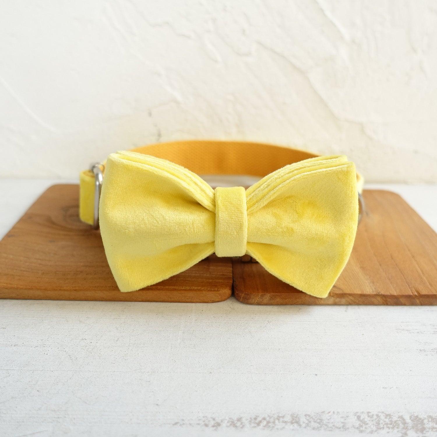 Soft Yellow Personalized Dog Collar Set - iTalkPet