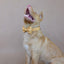Yellow Personalized Dog Collar Set - iTalkPet