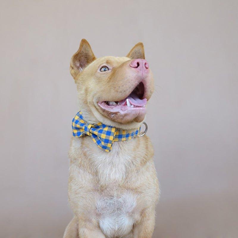 Yellow Plaid Blue Personalized Dog Collar Set - iTalkPet