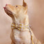Yellow Plaid Personalized Dog Collar Set - iTalkPet